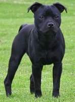 /album/perunstaff-atropos-pride-viky/p1010012-3-modified-1-jpg/